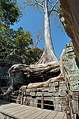 Ta Prohm temple - silk-cotton trees rising over the ruins 